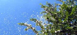 Одесситов обещают уберечь от тополиного пуха 