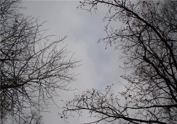 Небо сегодня будет хмурым. Фото с сайта drevomudrosti.blogspot.com