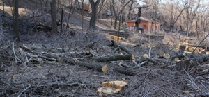 Кому понадобилось уничтожать полсотни деревьев в парке Глобы?