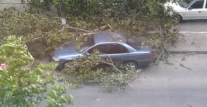 Дерево упало прямо на машину. Фото: Игорь Шевер