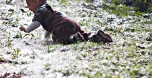 Как прогнать из квартиры тополиный пух?