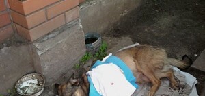 В Донбассе неизвестный расстреливает собак свинцом на территории школы