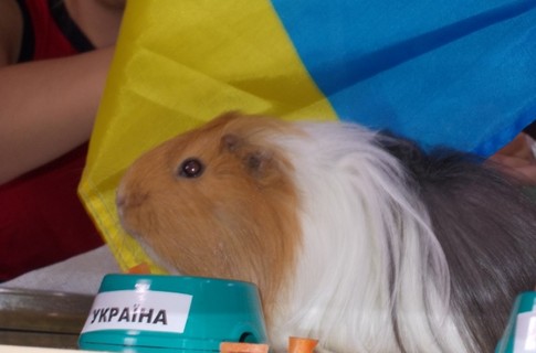 Жорик унюхал Украину. Фото: 34.ua