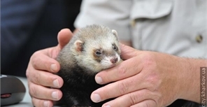 Харьковский хорек победил киевского хряка в битве предсказателей 