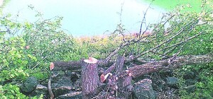 В Крыму у водохранилища вырубили все деревья: люди боятся жуткого наводнения, как на Кубани