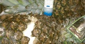 Изобретателю, попавшемуся одесским таможенникам с кокаином в ананасах, светит до 12 лет с конфискацией