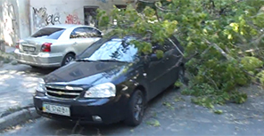 Дерево упало на машины. Кадр из видео