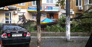 На Правде ураган повалил деревья. Фото: Dendnepr