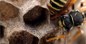 Столичных горожан атакуют осы и пчелы