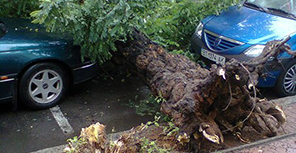 Дерево упало на машину. Фото: Дмитрий Вовнянко