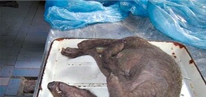 Зоологи раскрыли секрет запорожской чупакабры  