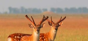 В Крыму будут разводить диких кабанов, лисиц и оленей для охоты