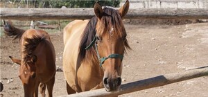 Более десяти лошадей отправят на скотобойню, если их не спасут люди