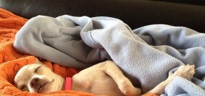 Держим домашнего питомца в Луганске: что, где и как