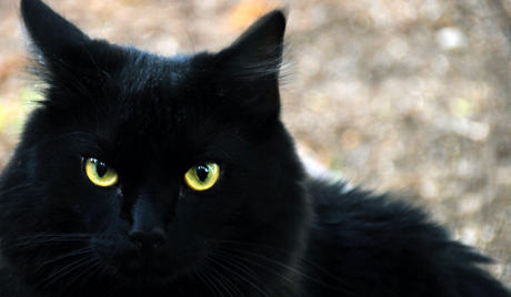 Как связаны студенты с черными котами? Фото: rus.ruvr.ru