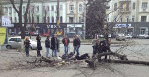 Старое дерево рухнуло на прохожих. Фото: Дмитрий Мелешко