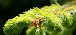 Как выбрать елочку и как продлить ей жизнь