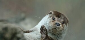 В Донбассе немногочисленную рыбу истребляют симпатичные, пушистые хищники