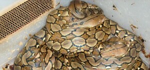 Какие змеи обитают в Харьковском зоопарке