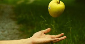 Закон всемирного тяготения пришел Ньютону в голову вместе с яблоком. Фото: elims.org.ua