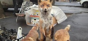 В Одессе нашли двойника упоротой лисы