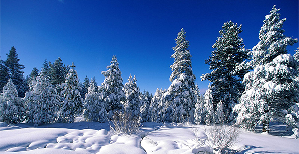 Волшебный зимний лес. Фото: portpool.ru