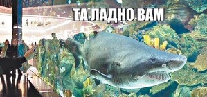 Над чем киевляне шутят в соцсетях: акула, погода и 