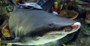 Акулу из киевского ТРЦ летом обменяют на ската