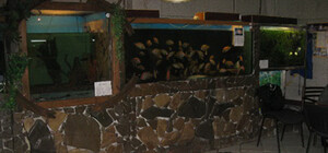 Запорожская непогода едва не уничтожила редкую коллекцию рыб и рептилий