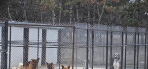 Тендер на услуги по гуманному отлову бродячих животных отменен