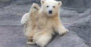 День белого медведя. Фото: russian.china.org.cn