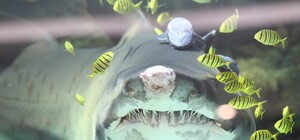 Акула Большой Джон умерла в немецком океанариуме