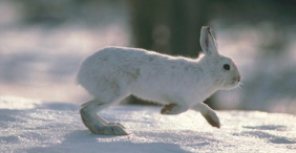 Белый заяц прогнозирует снег. Фото: pix.com.ua