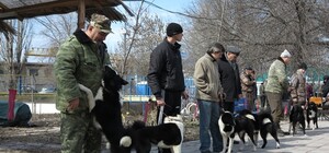 В Луганске лайки 