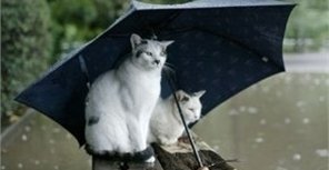 Сегодня понадобится зонтик. Фото: goodfon.ru