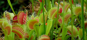 В Киеве пройдет выставка растений-хищников, питающихся насекомыми