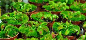 В Доме природы поселились улитки, пауки и растения, пожирающие тараканов и мух