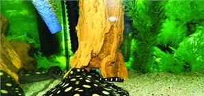 В Крыму поселился самый редкий в мире скат из Амазонки