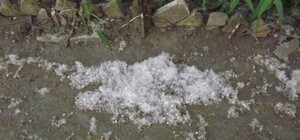 Как защитить автомобиль от тополиного пуха?