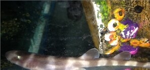 В Крыму родились акулы-кошки