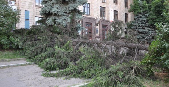 Рухнула ель в центре Днепропетровска. Фото: Станислав Лебедь