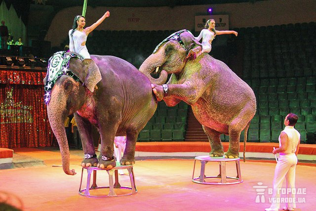 Слоны не приспособлены для жизни в зоопарке. Фото: rost-travel.com