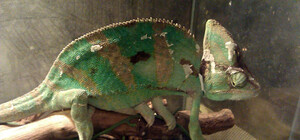 В Севастополе может погибнуть уникальная коллекция животных