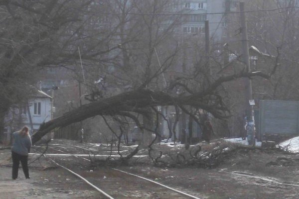 Дерево упало на пути. Фото: Валерий Яланский