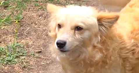 Собака – друг человека. Кадр из видео 34.ua