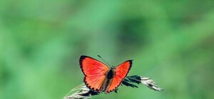 Где в Киеве найти самых красивых бабочек