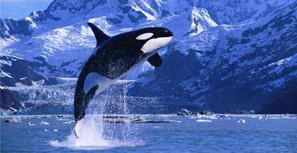 Во всем мире охота на китов и дельфинов запрещена. Фото: liveinternet.ru
