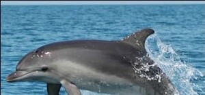 Одесские курорты заполонили дельфины