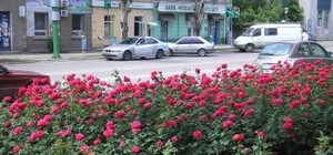 Петуньи, герань и кустарники роз: Луганск украшают более 160 тысяч цветов