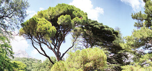 Чудеса Воронцовского парка в Крыму: каменные хаосы и мавзолей графской собаки